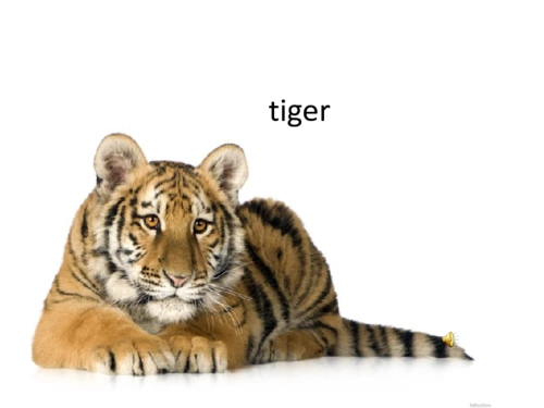 unit6theanimalkingdomlesson16myfavouriteanimal课件21张ppt