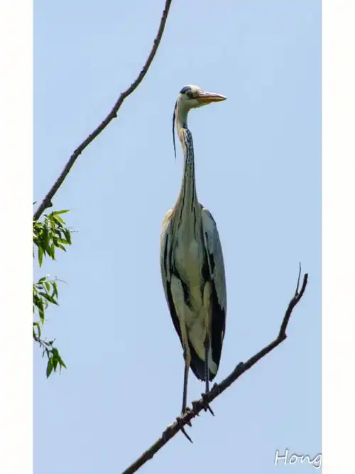 鸟类图鉴颐和园观鸟之苍鹭