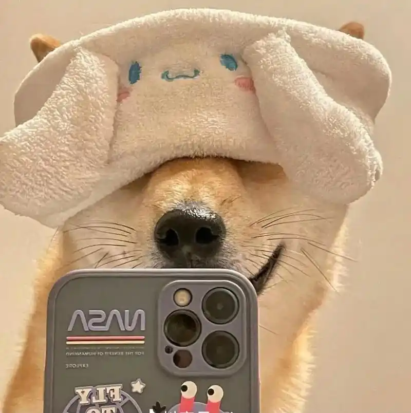 一组傲娇的狗子和他是不是很像呢