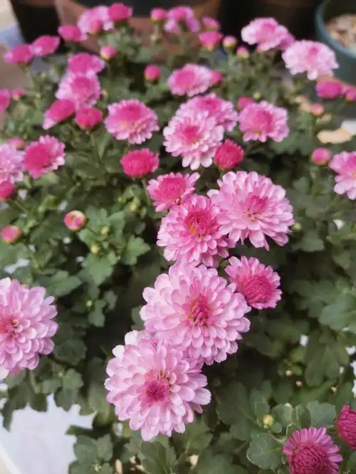 秋天是菊花的季节