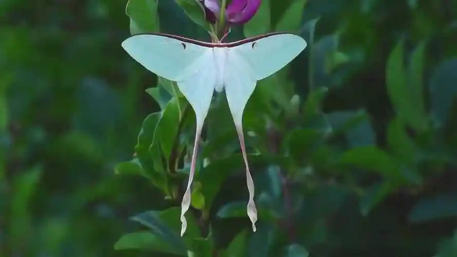 长尾大蚕蛾的绚丽一生