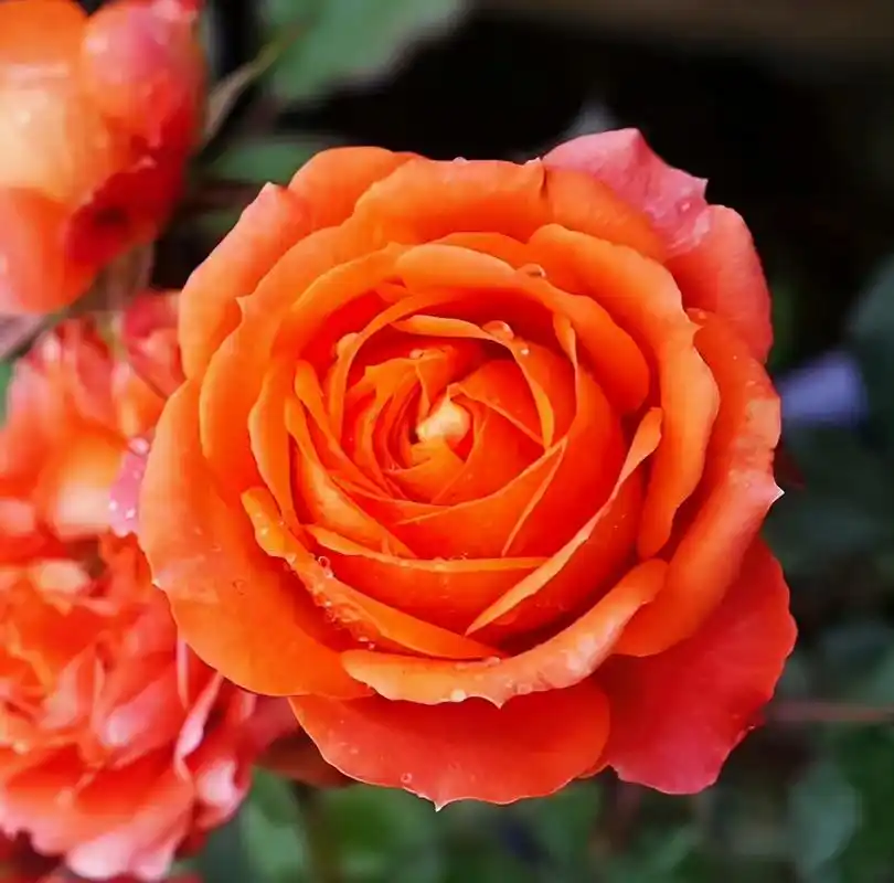 橙色宝石月季,一花一世界,一叶一如来.一念一清净,心是莲花开.