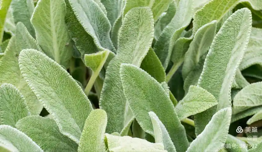 北京世界花卉大观园 - 美篇