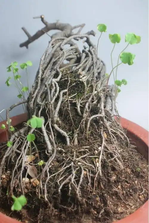 耗费多年光阴提根沧桑老道的老榆树盆景