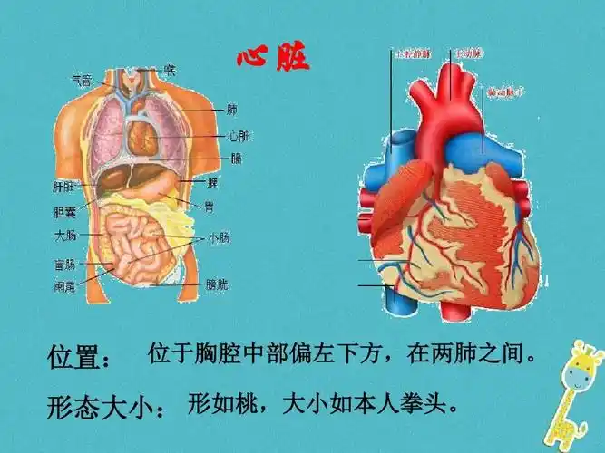4.3输送血液的泵_心脏新人教版ppt