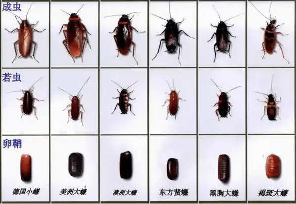 丽郝氏蠊,斑蠊,美洲大蠊,澳洲大蠊,褐斑大蠊,淡赤褐蠊,黑胸大蠊,日本