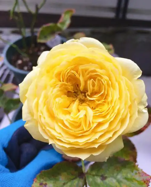 月季花名册no107卡特琳娜初花