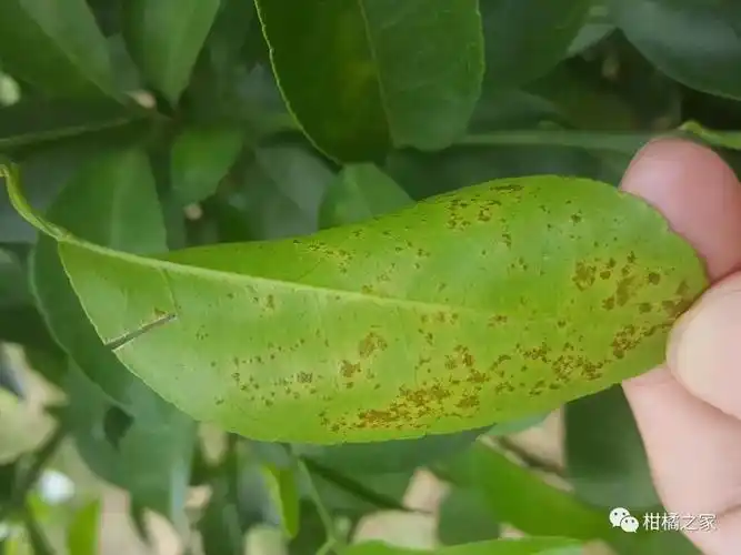 柑橘脂点黄斑病来袭,请做好防治工作_果园