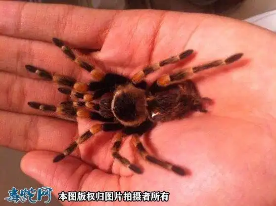 红色蜘蛛遇到红色蜘蛛是有什么预兆