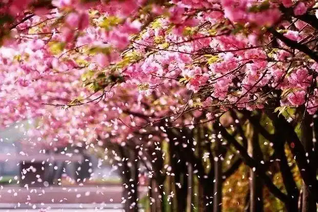 龚自珍的三首落花诗,不同凡响,卓绝千古