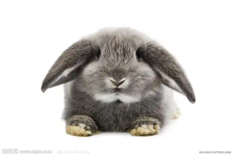 大兔子 - 堆糖,美图壁纸兴趣社区