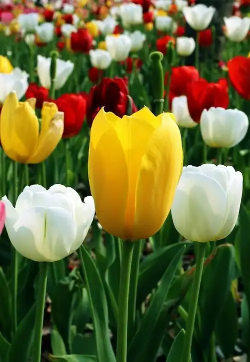 【花卉贴图】傲娇的" 世界花后"郁金香