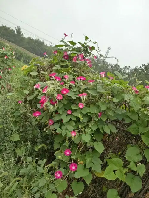 牵牛花,又名喇叭花,朝颜,顺应性强,有蓝色,紫色,桃红色属于常年观赏