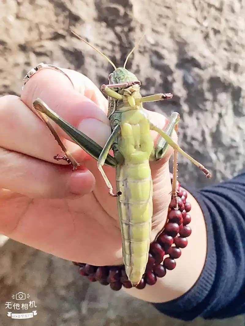 秋后的蚂蚱真肥!绝配!#只有照片能记录这份珍 - 抖音