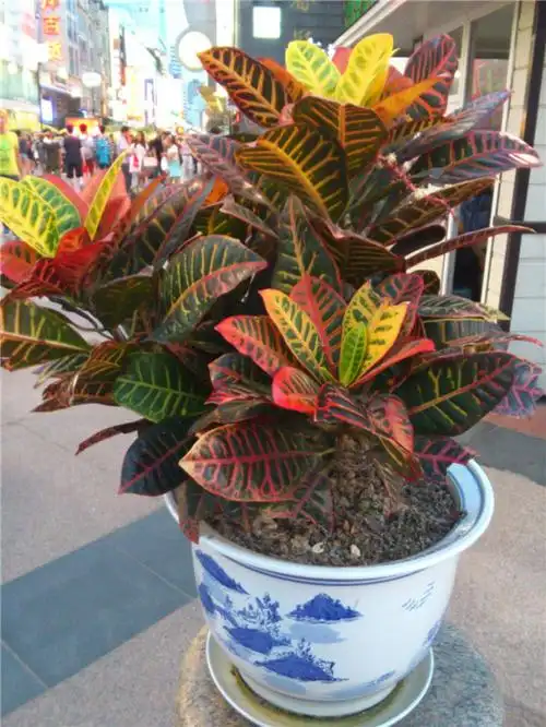 细叶变叶木的繁殖方法与护理