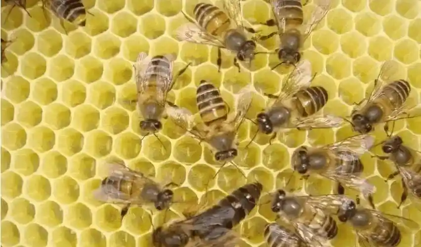 佩服蜜蜂智慧_幼虫_蜂巢_工蜂