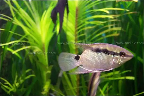 小型观赏鱼种类图片 水族箱萌宠大收罗