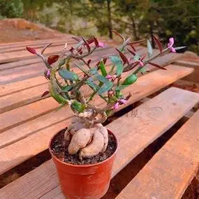 人生大戟多肉植物 桌面 室内易养殖绿植花卉盆栽美观净化空气