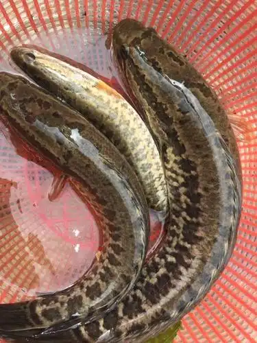 野生 生鱼 坑鱼 斑鱼 黑鱼 妇幼食品 滋补 河鲜 新鲜 送礼 营养