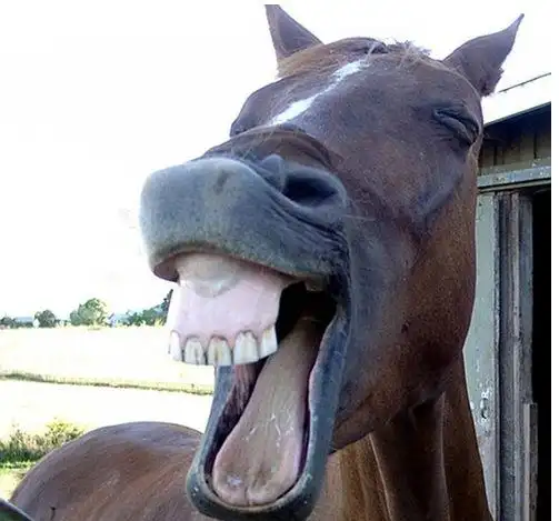 会微笑的猫 原来动物也会"减压" (3)