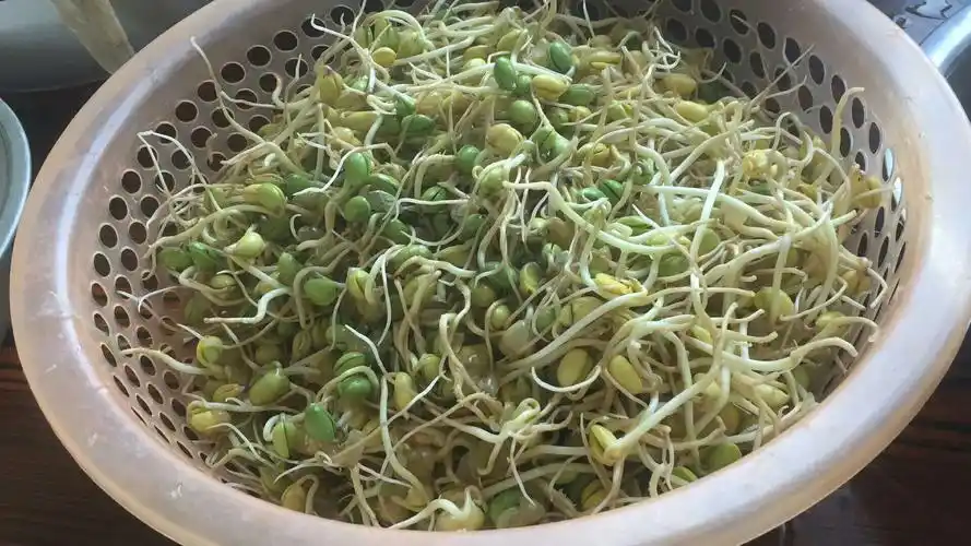 笨黄豆芽