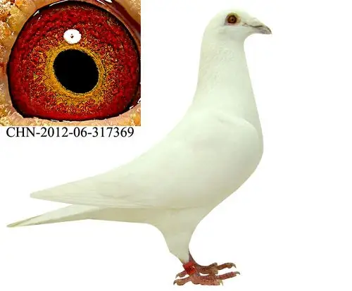 代拍冠军纯白信鸽家族 保证金级 拍卖