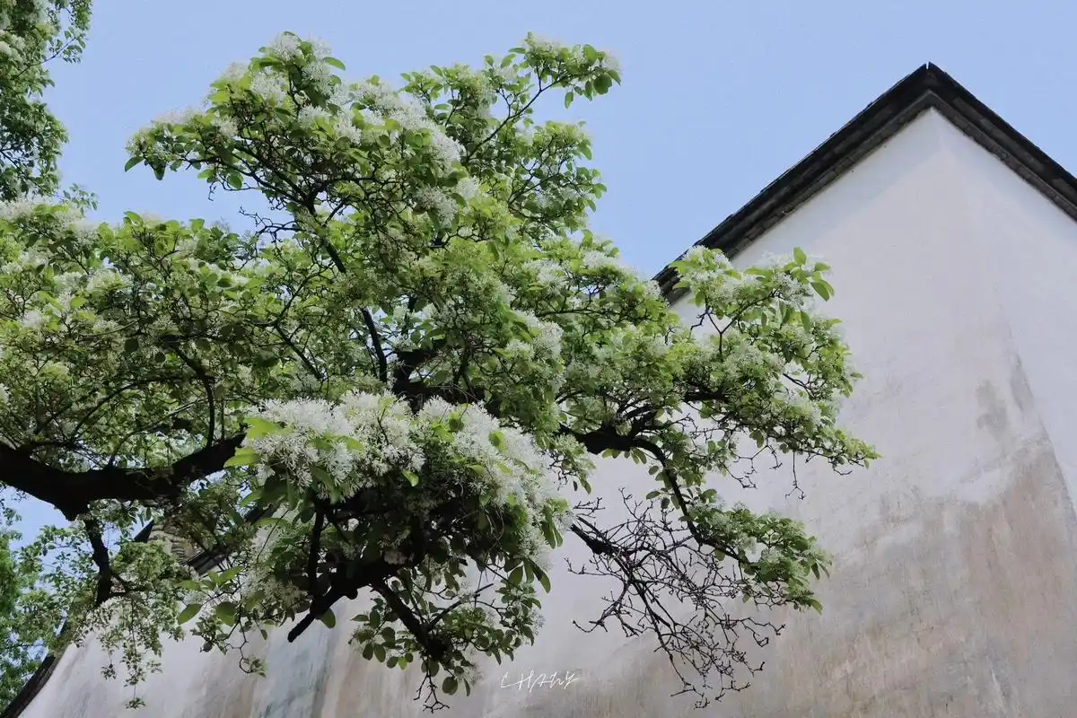 "花开如云 花谢似雪" 四月的第 - 抖音