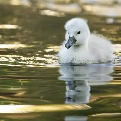 小鸭子头像可爱可爱呆萌的小鸭子