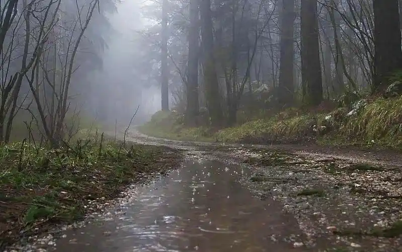 自然治愈67 | 黑森林的雨天与美景~午后的清新时刻