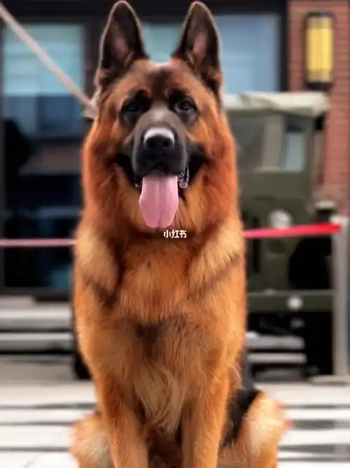 重庆德牧阿斯寇