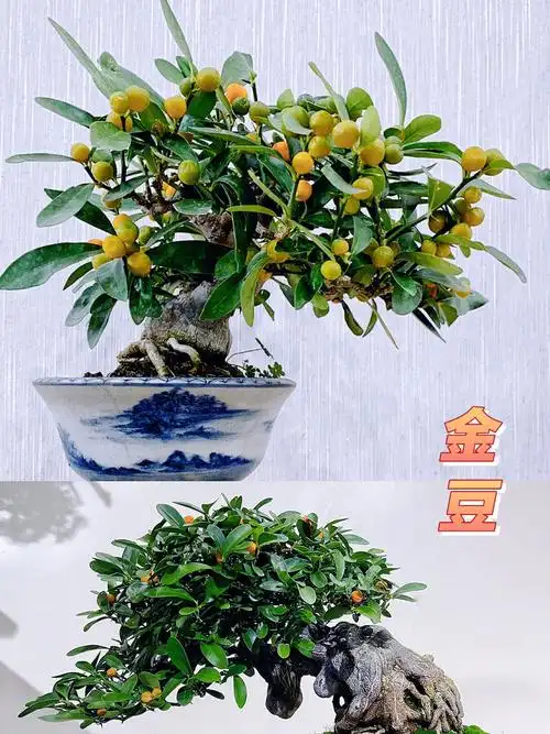 盆景金豆草根逆袭