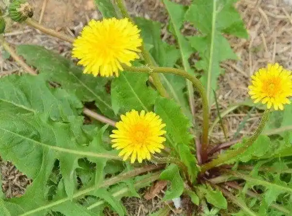 苦菜根为双子叶植物药菊科植物苦苣菜的根,植物形态详苦菜条,被