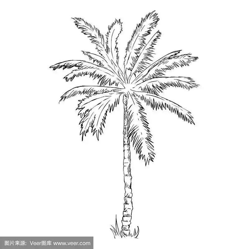 矢量单素描棕榈树