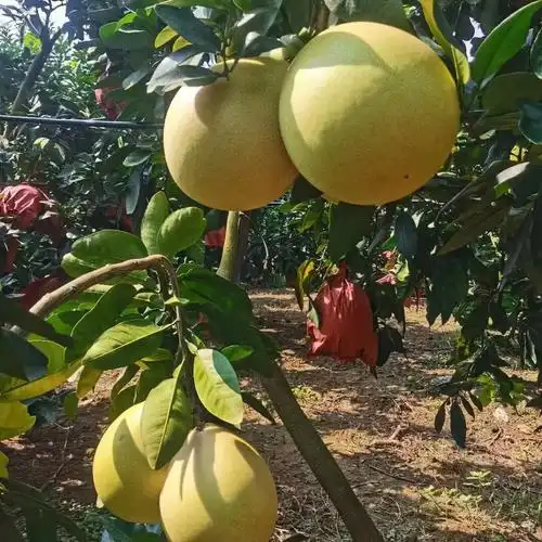 三红蜜柚超级好吃哦