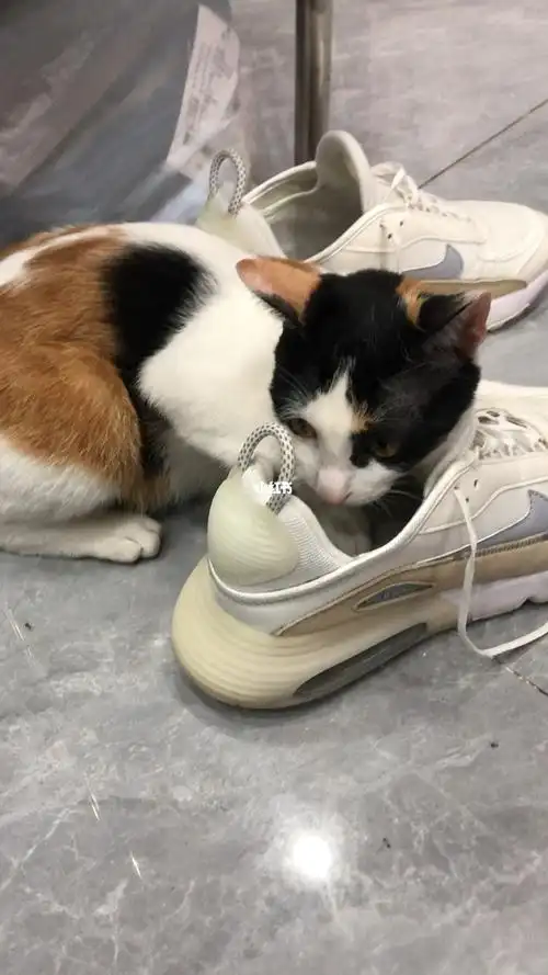 闻鞋子的猫咪