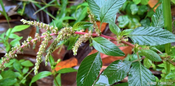 刺苋头汤的功效与作用我大华夏对食之道朱橚的胞弟