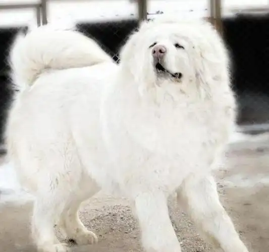 草原大笨狗,纯种农村笨狗图片 资讯 第1张