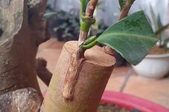 桂花的嫁接时间与方法(一)