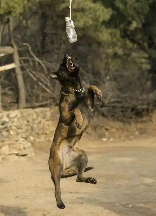 比利时工作犬(马犬)训练集锦