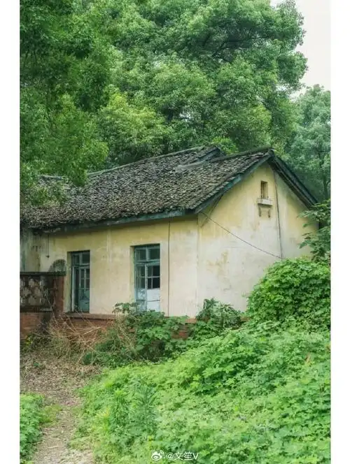 壁纸 树 690_916 竖版 竖屏 手机