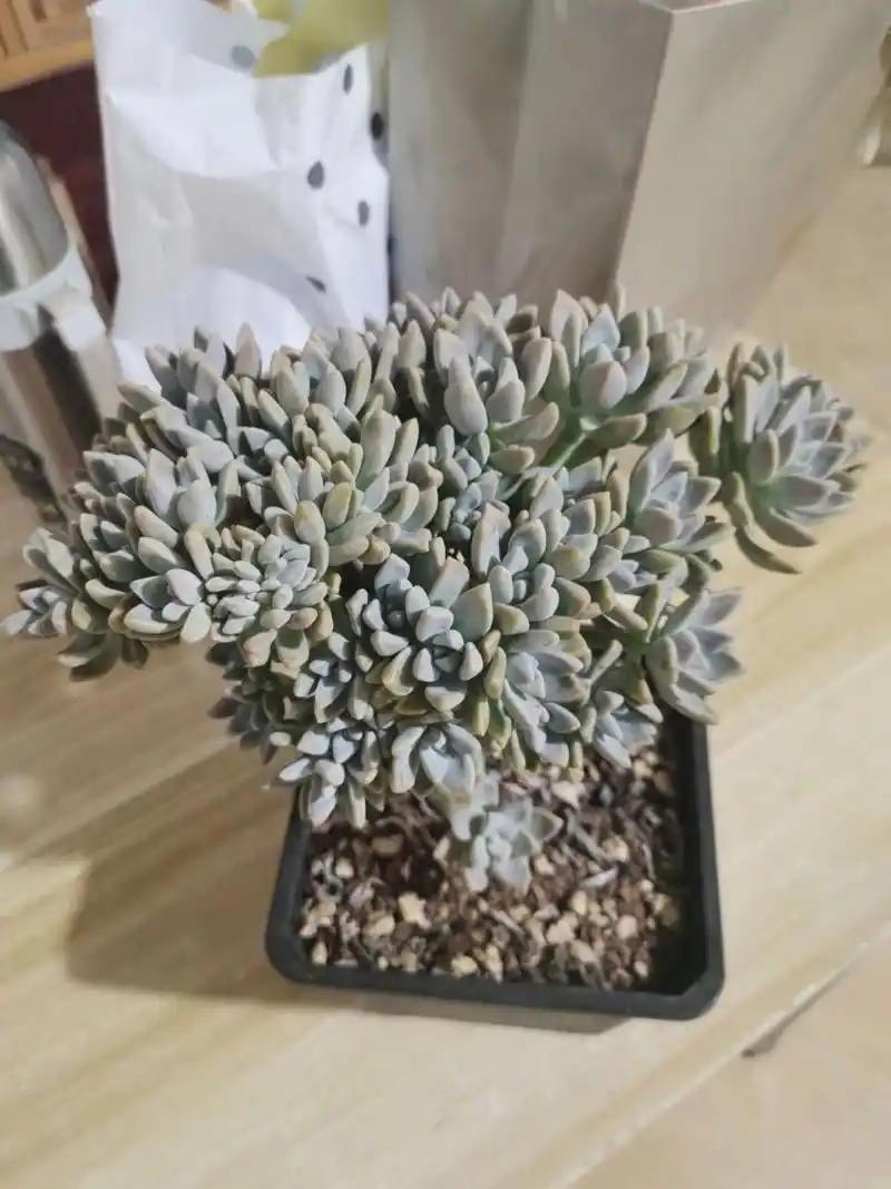 淡雪缀化老桩(买了就后悔篇) 买了就后悔的—— 今天刚买的淡雪缀化