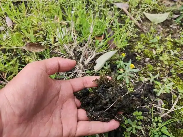 地木耳,你有吃过吗