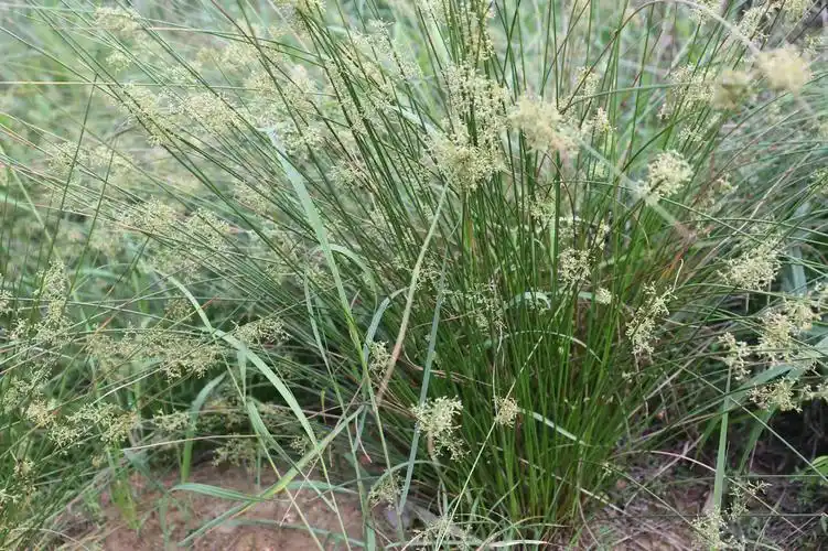 中草药灯心草的功效