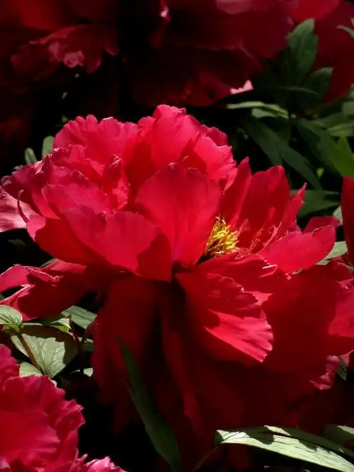 大红牡丹 - 天马行空007的博文 - 美国中文网