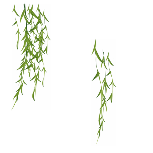 古风装饰封面素材柳叶叶子绿色