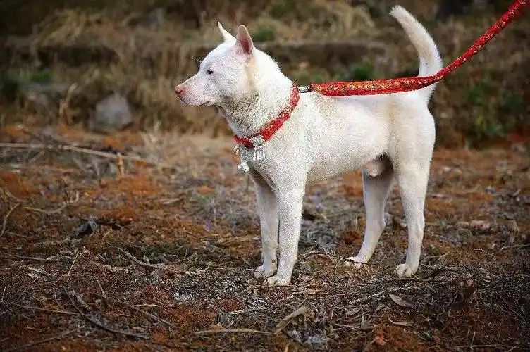 世界名犬——下司"白龙犬"_粉红色_猎物_指令