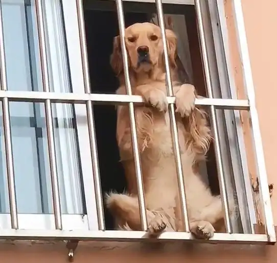 山东:疫情之下居家隔离,狗狗望眼欲穿,外面的世界很精彩