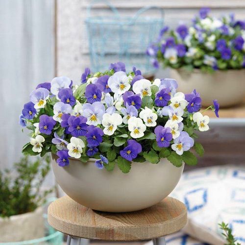 庭院植物绿化树_小兔子角堇盆栽三色堇角堇冬季阳台庭院耐寒盆栽植物