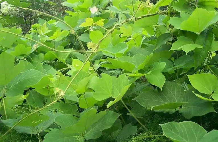 葛根的一身宝贝你了解过吗