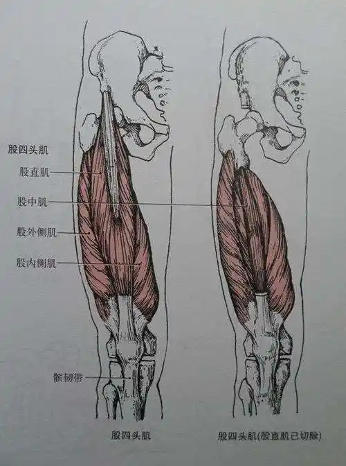 股四头肌太弱该怎么办? 4个练腿动作帮你塑造健壮大腿,高效增肌
